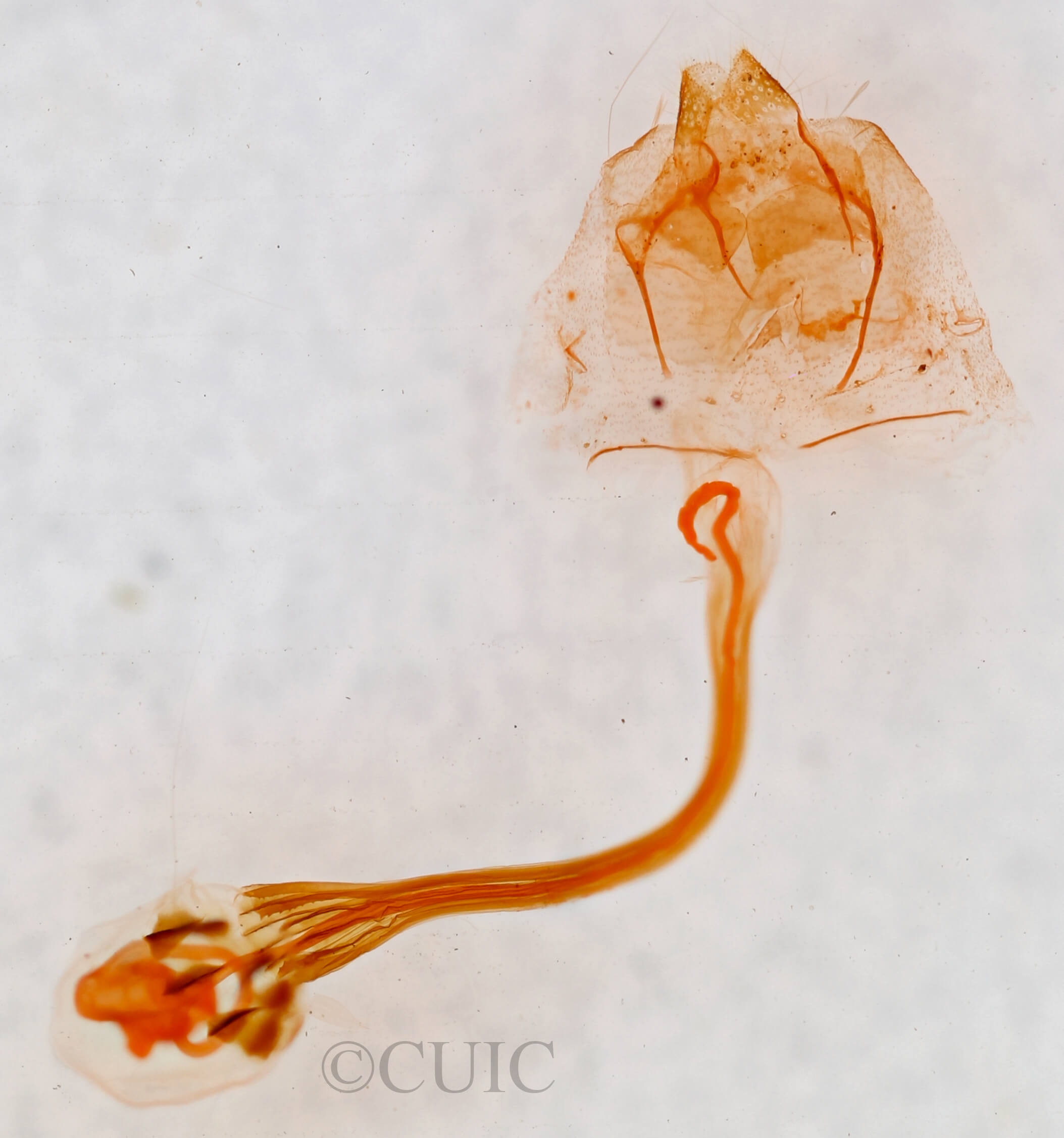 genitalia view of adult Bleptina inferior