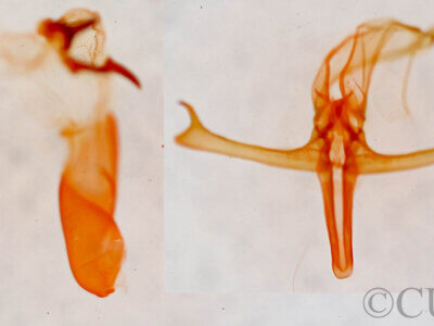 genitalia view of adult Bleptina sp.