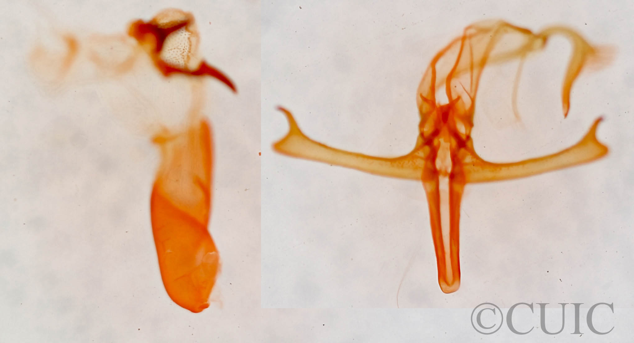 genitalia view of adult Bleptina sp.