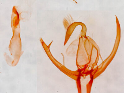 genitalia view of adult Bleptina hydrillalis