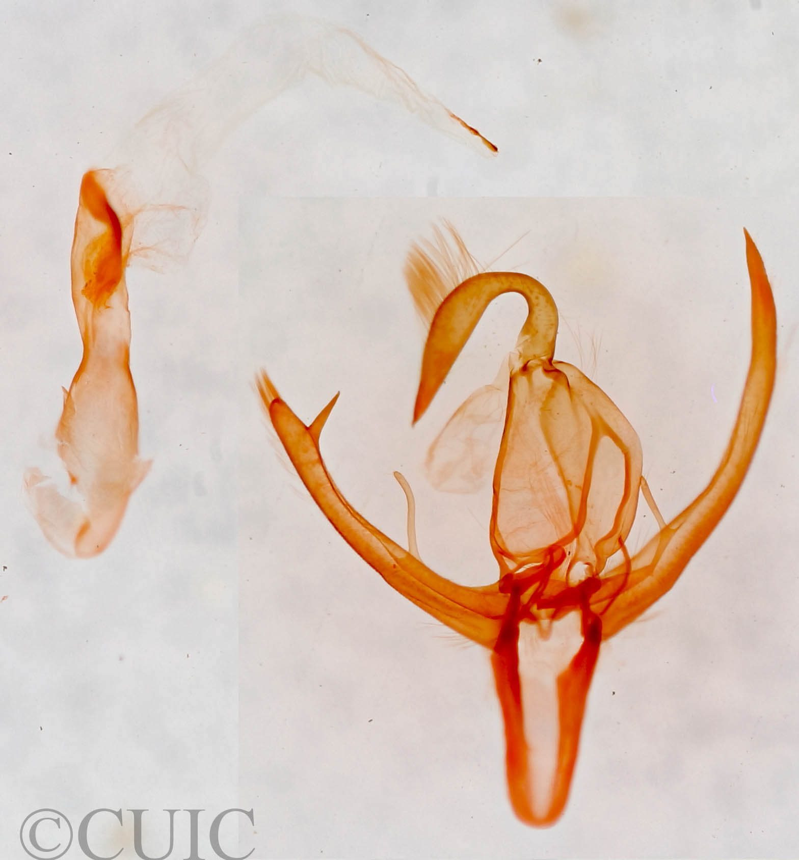 genitalia view of adult Bleptina hydrillalis