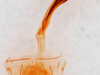 genitalia view of adult Bleptina hydrillalis