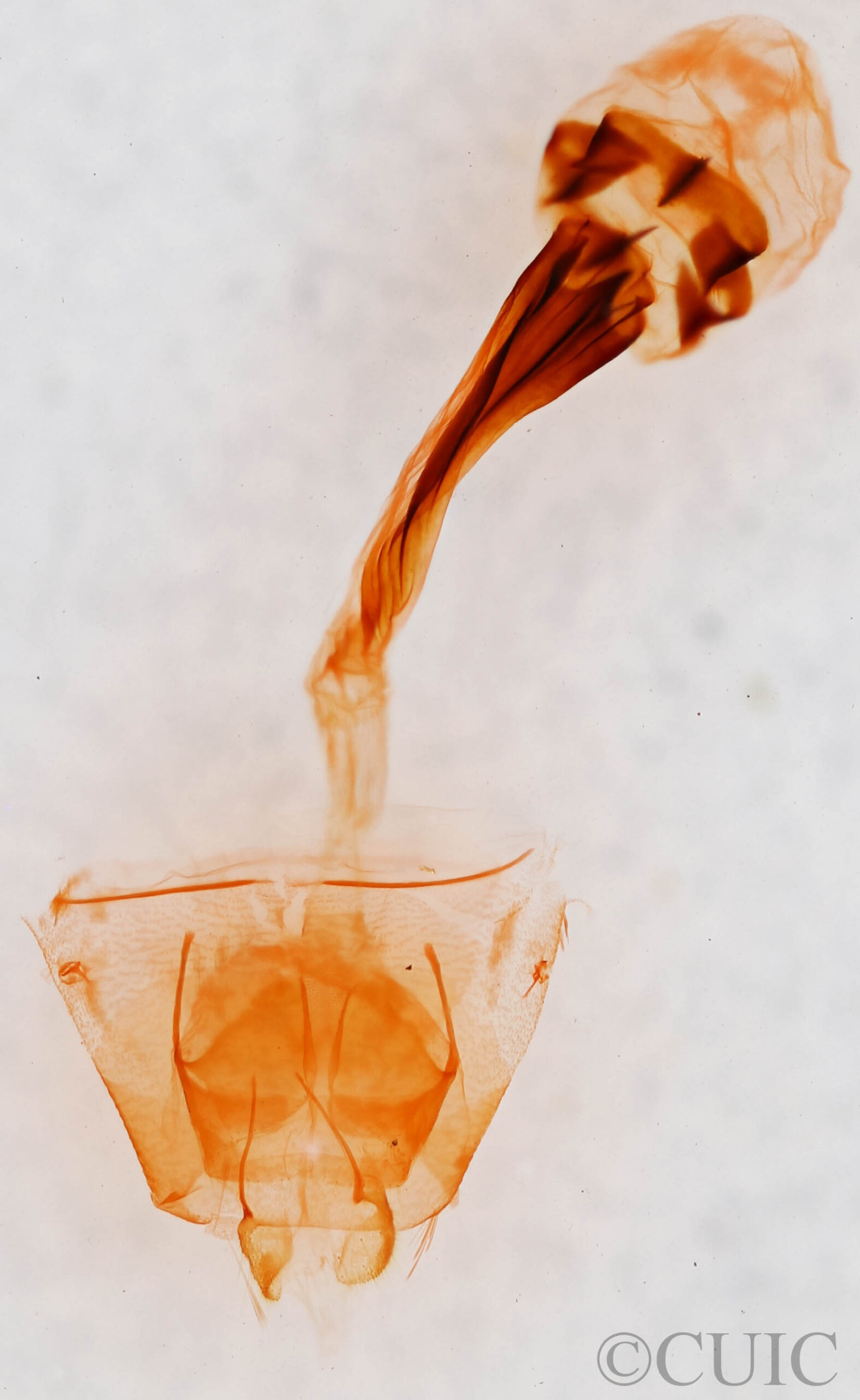 genitalia view of adult Bleptina hydrillalis