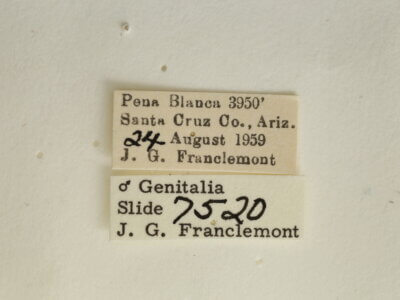 label view of adult Spragueia jaguaralis