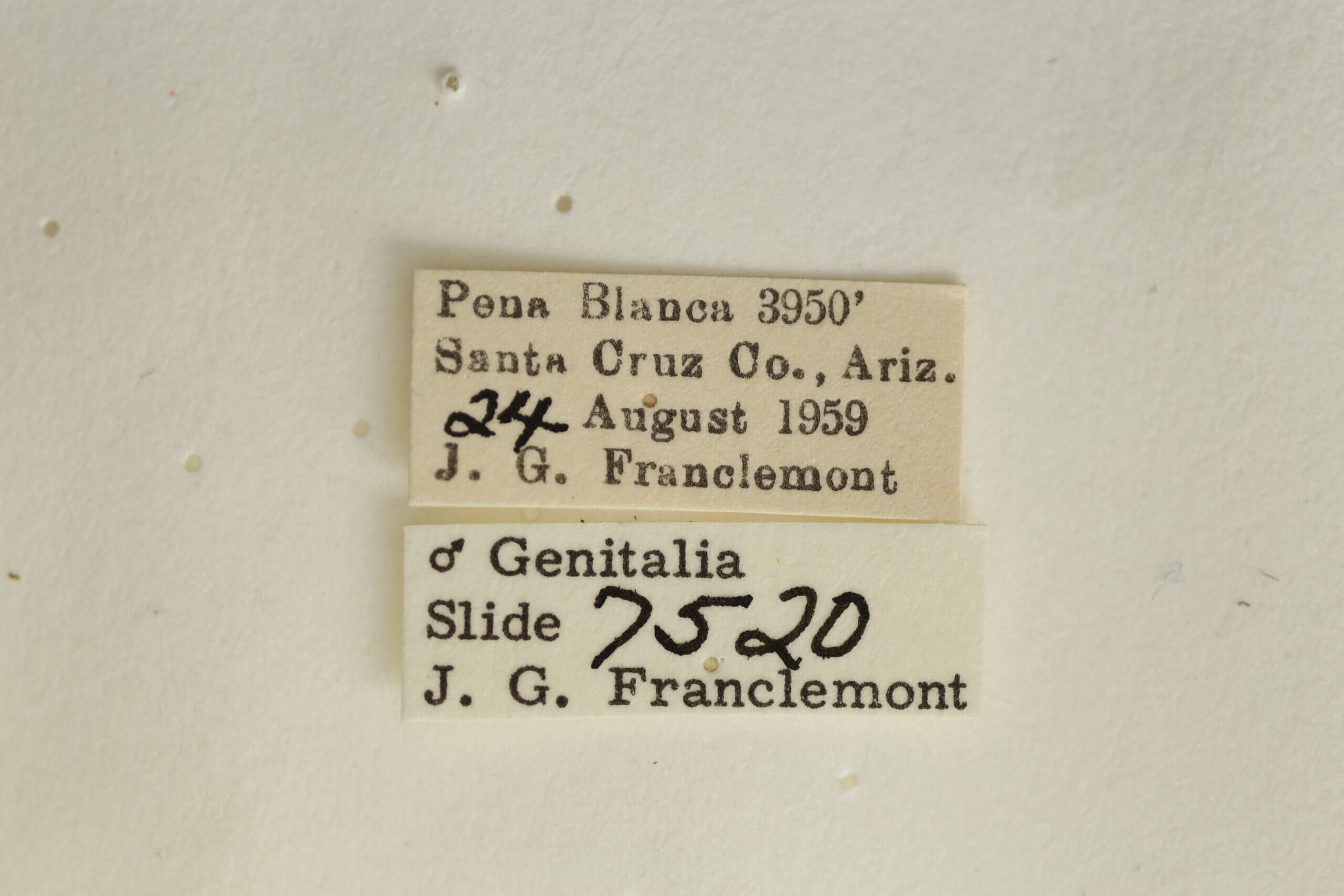 label view of adult Spragueia jaguaralis