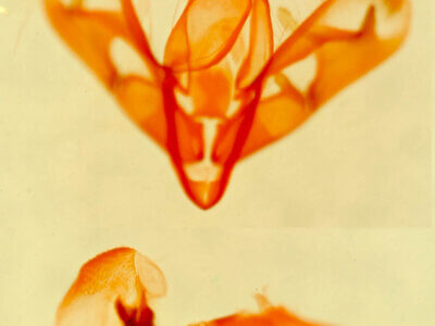 genitalia view of adult Spragueia jaguaralis