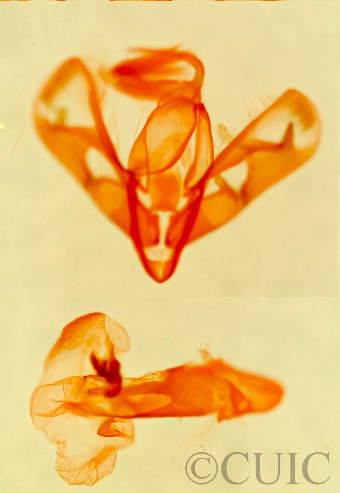 genitalia view of adult Spragueia jaguaralis
