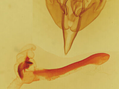 genitalia view of adult Orthosia ferrigera