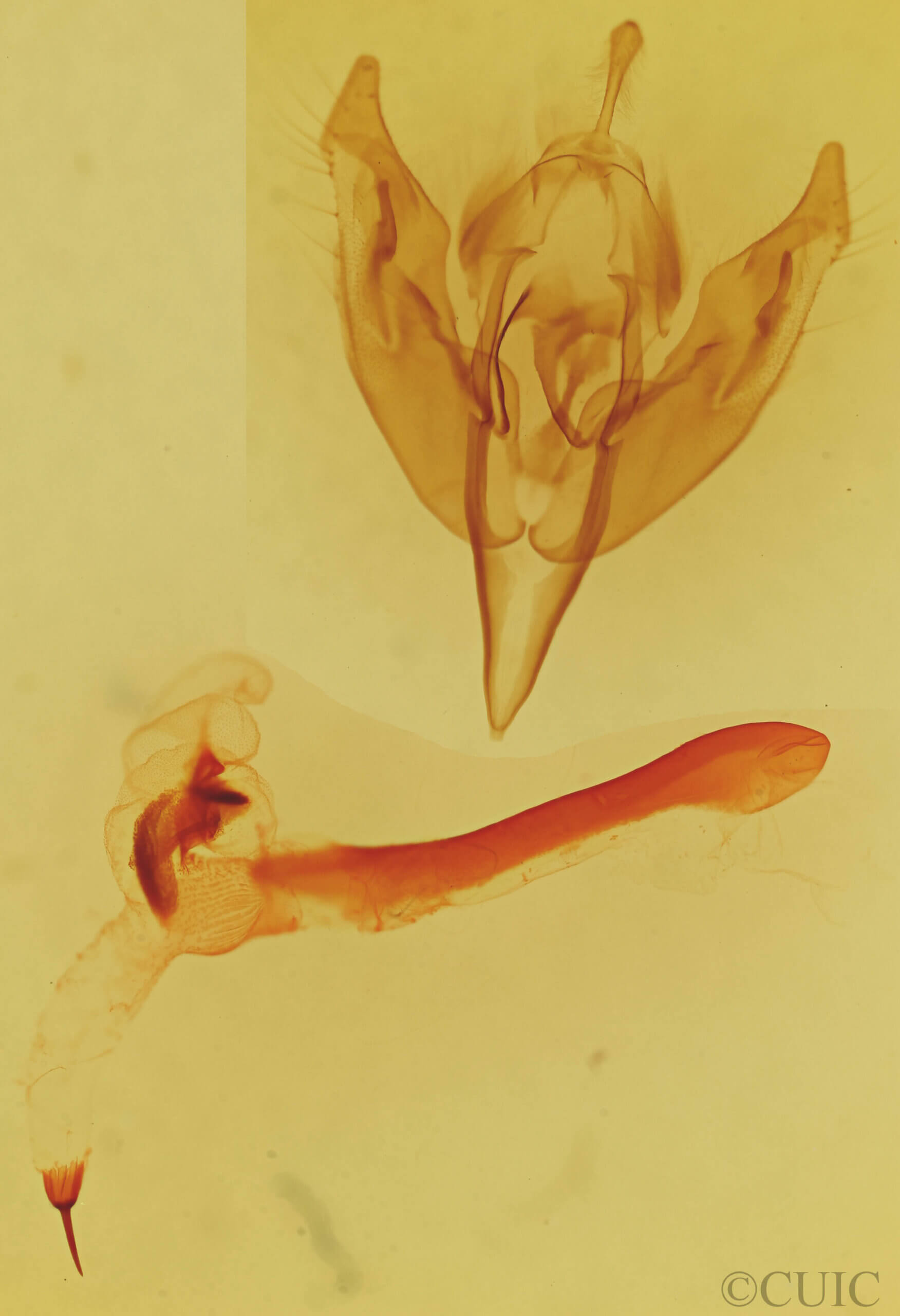 genitalia view of adult Orthosia ferrigera