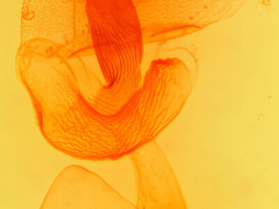 genitalia view of adult Orthosia ferrigera