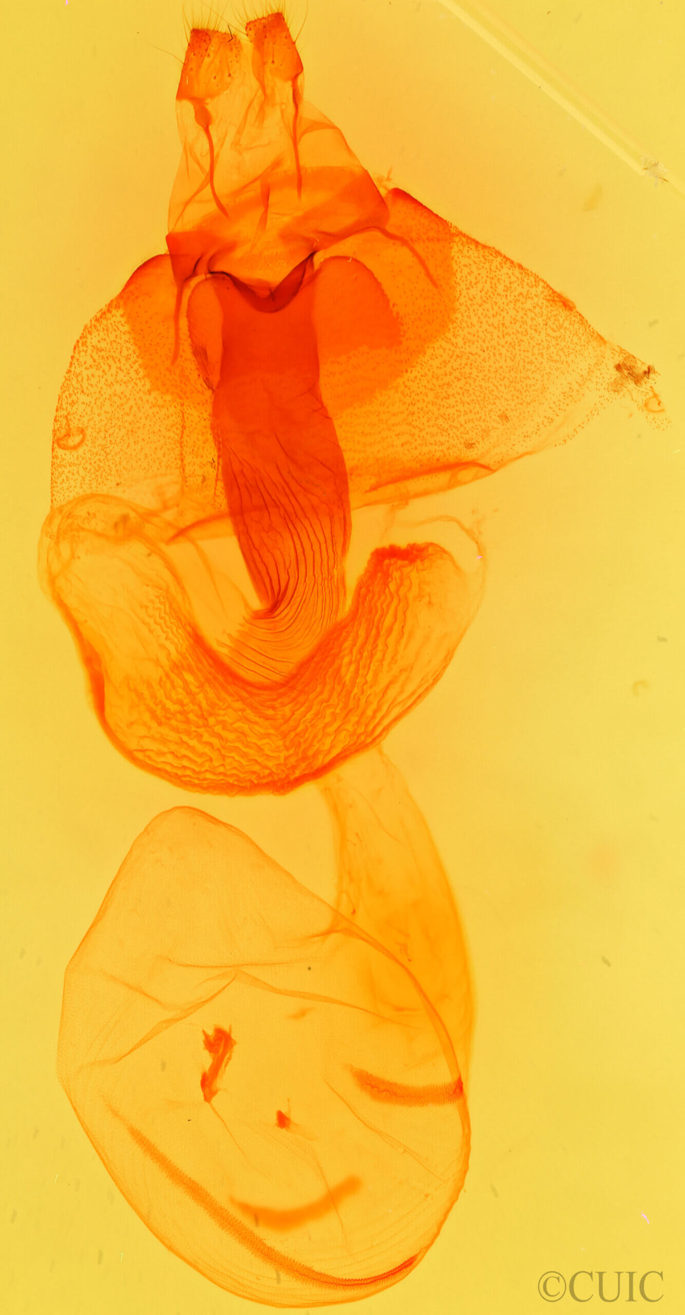 genitalia view of adult Orthosia ferrigera