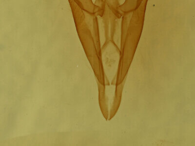 genitalia view of adult Doryodes sp.