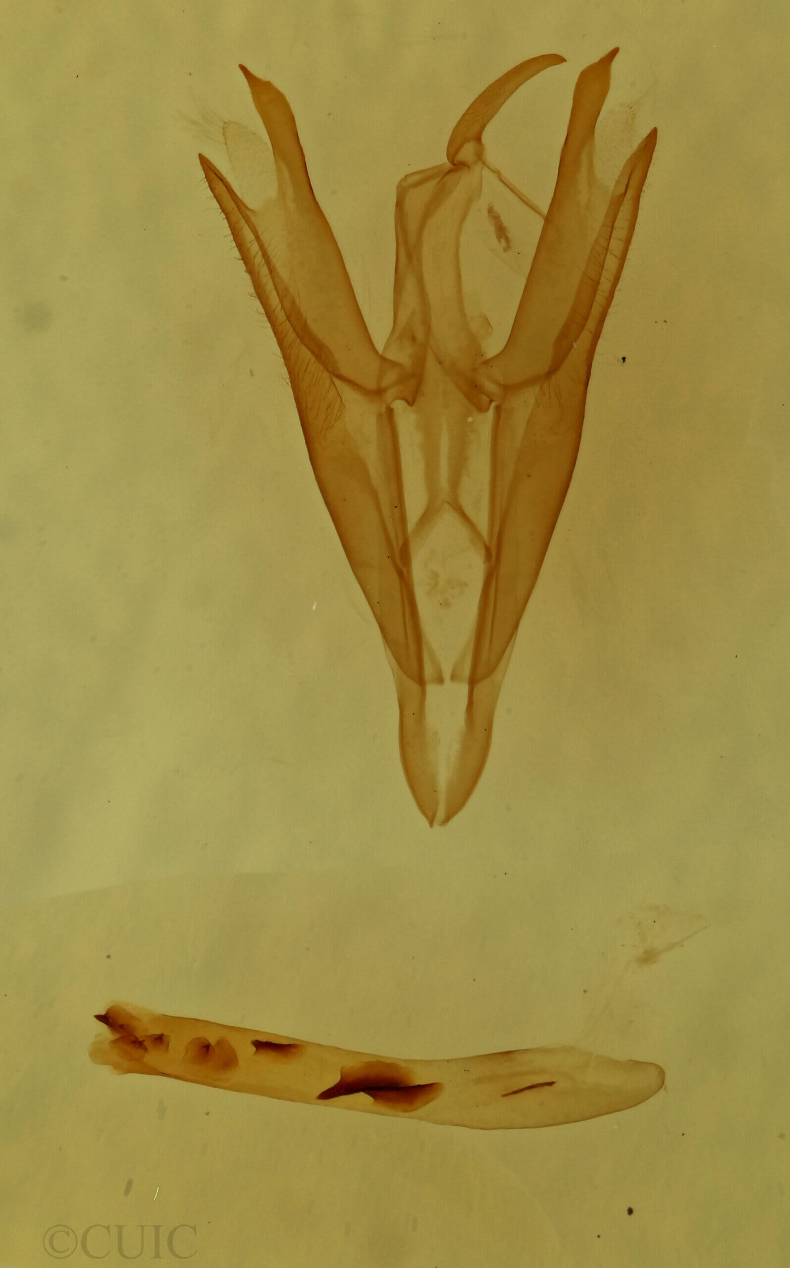 genitalia view of adult Doryodes sp.