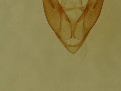 genitalia view of adult Hyperstrotia sp.