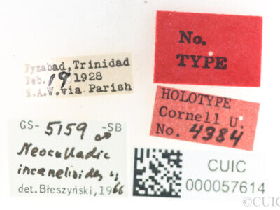 label view of Neoculladia incanelloides