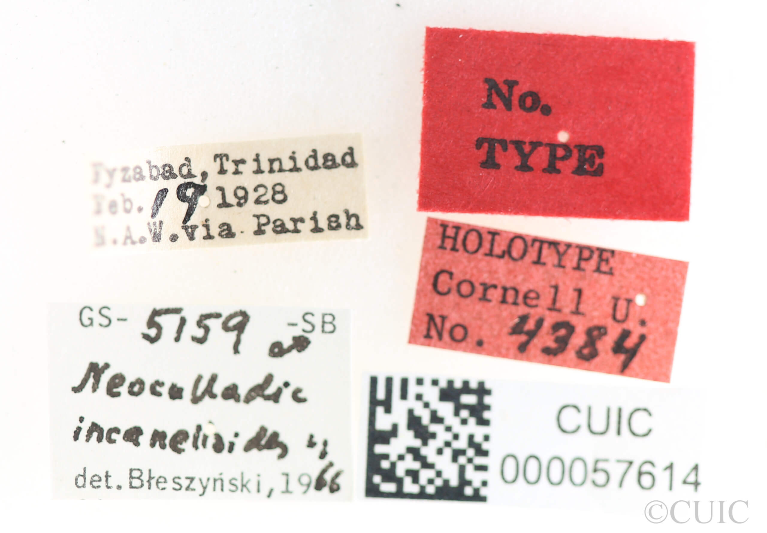 label view of Neoculladia incanelloides