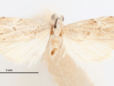 dorsal view of adult Neoculladia incanelloides