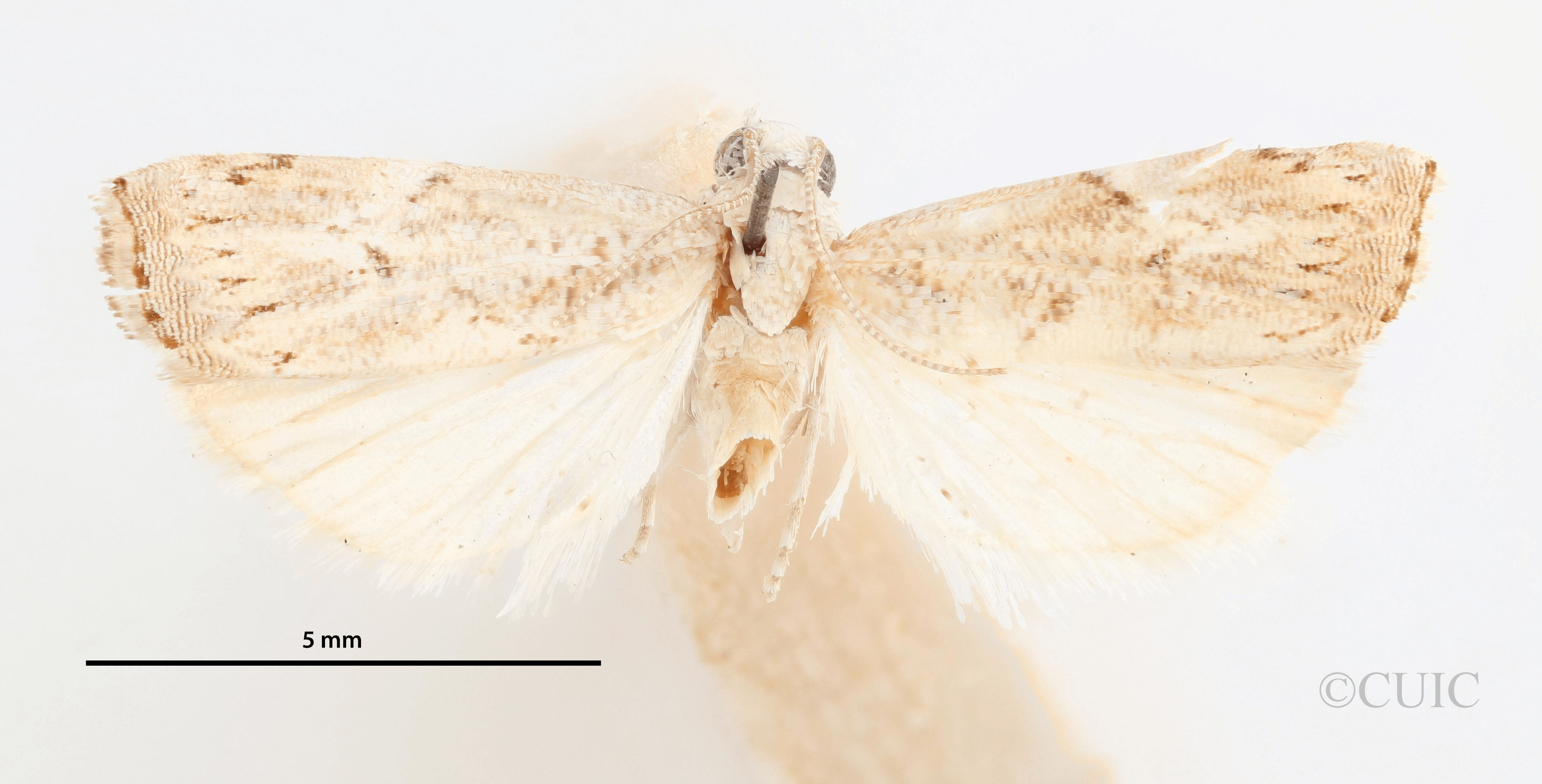 dorsal view of adult Neoculladia incanelloides