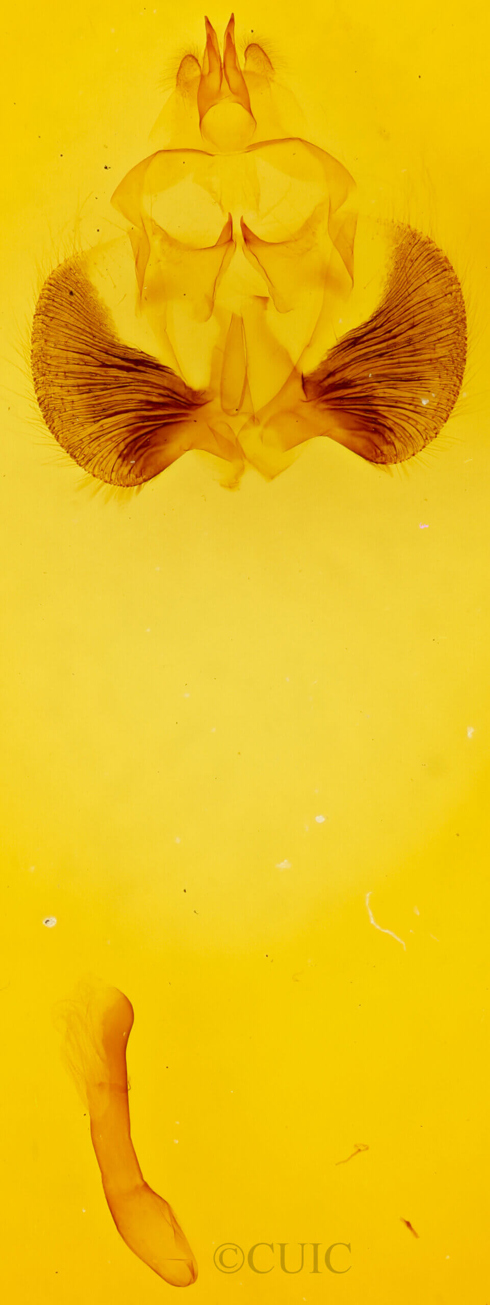 genitalia view of adult Clostera albosigma