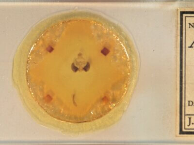 slide view of adult Clostera albosigma