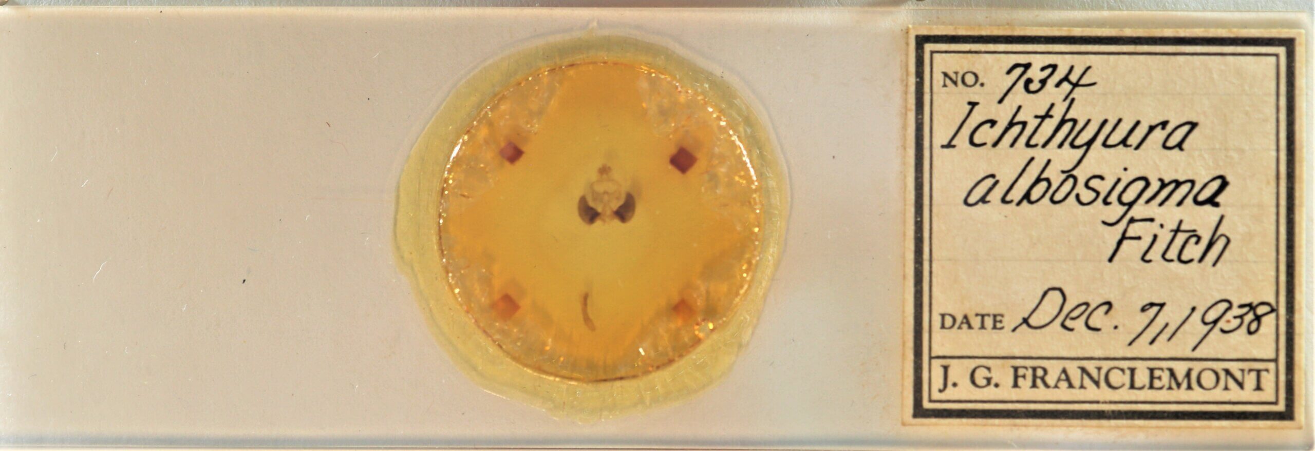 slide view of adult Clostera albosigma