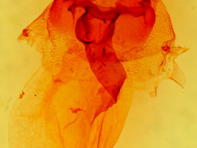 genitalia view of adult Hexorthodes senatoria