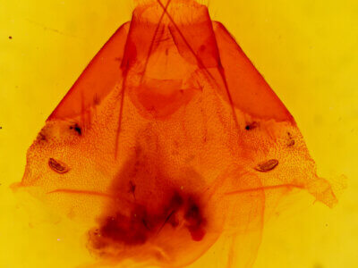 genitalia view of adult Supralathosea sp.