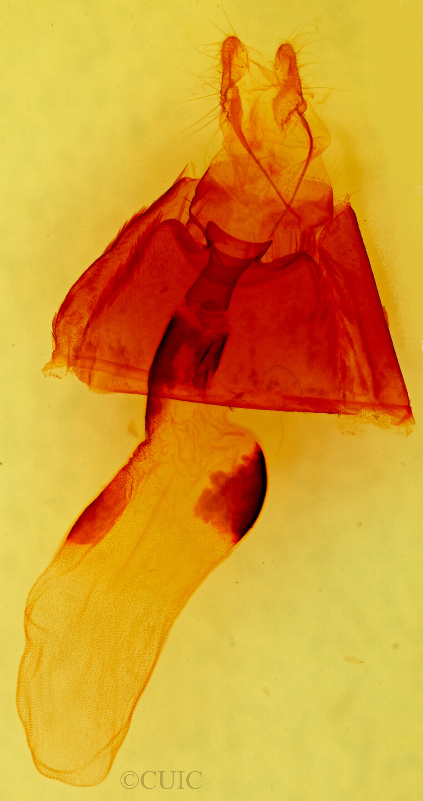 genitalia view of adult Caenurgina sp.