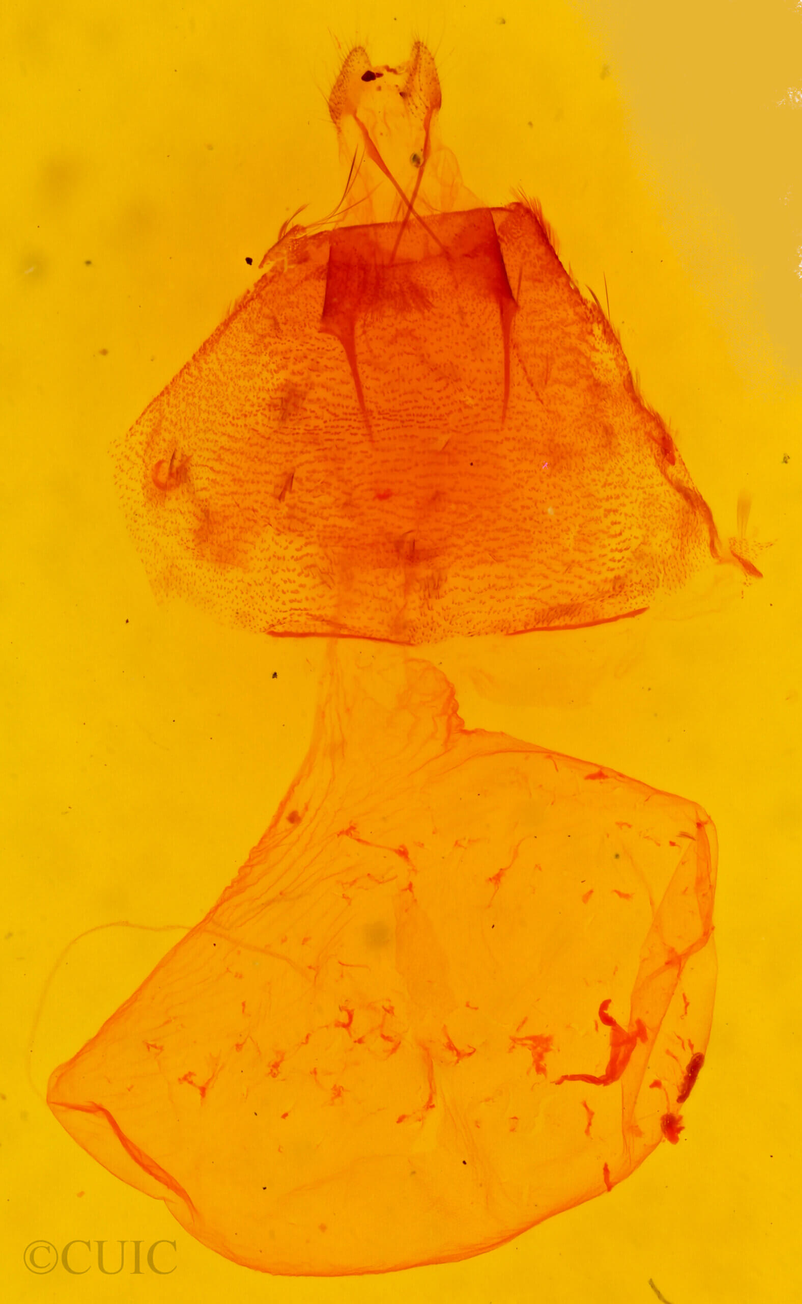 genitalia view of adult Paramiana sp.