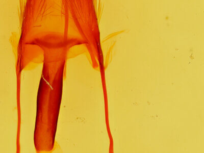 genitalia view of adult Ulolonche sp.