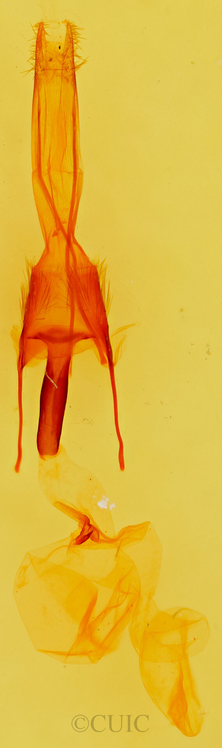 genitalia view of adult Ulolonche sp.