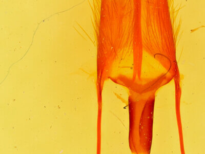 genitalia view of adult Ulolonche sp.