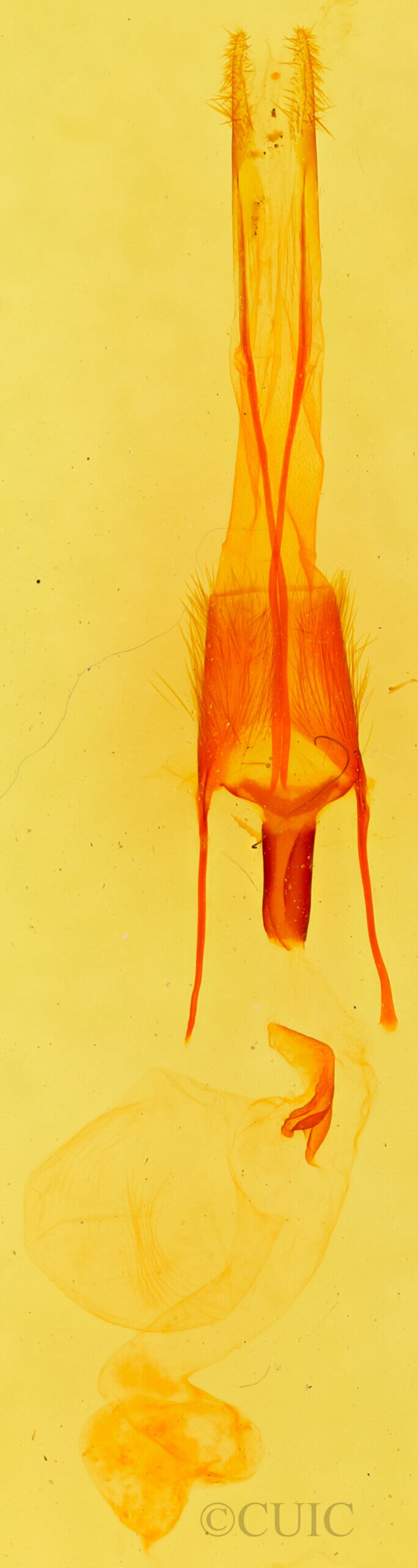 genitalia view of adult Ulolonche sp.