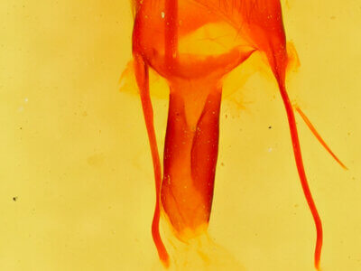 genitalia view of adult Ulolonche sp.