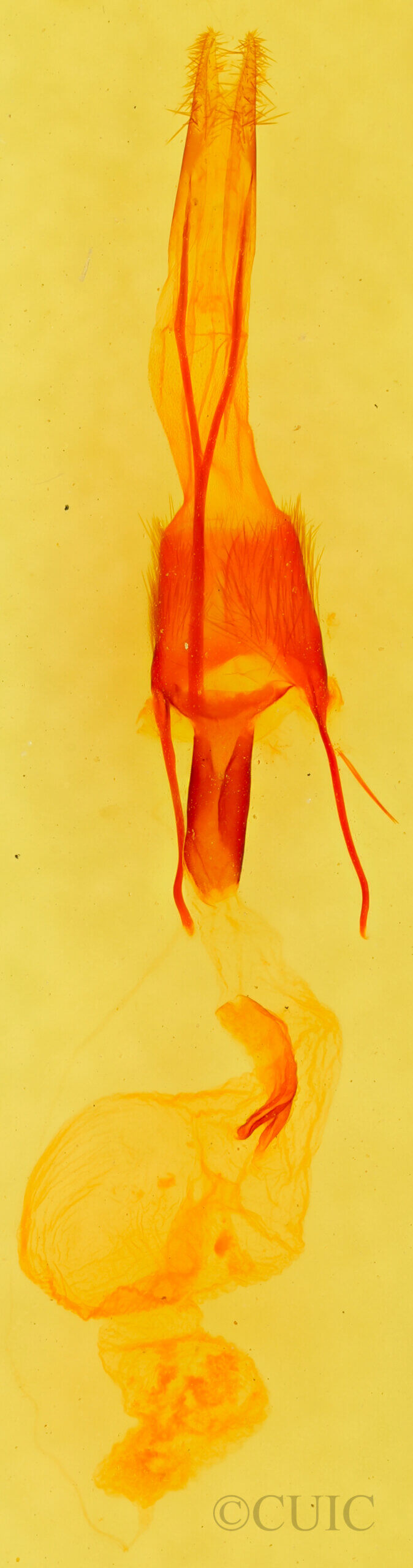 genitalia view of adult Ulolonche sp.