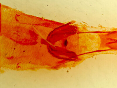 genitalia view of adult Parapheromia sp.