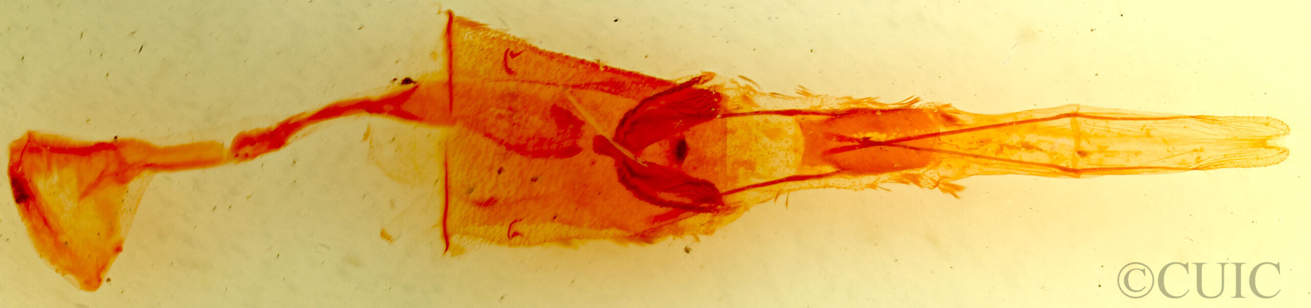 genitalia view of adult Parapheromia sp.