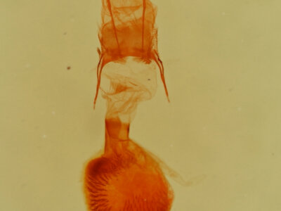 genitalia view of adult Eupithecia quakerata