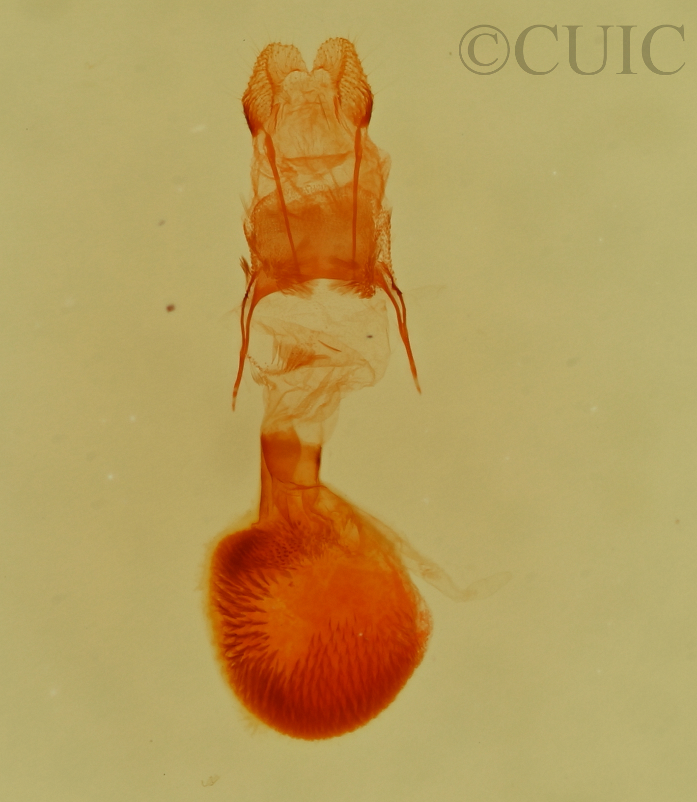 genitalia view of adult Eupithecia quakerata