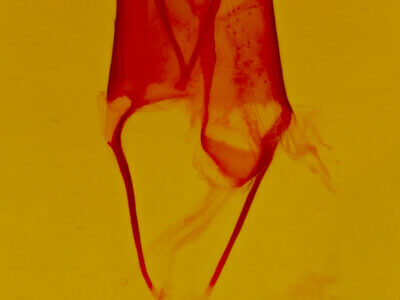 genitalia view of adult Euscirrhopterus gloveri