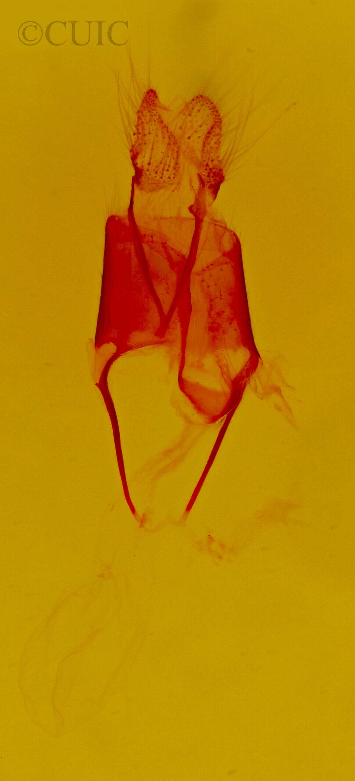 genitalia view of adult Euscirrhopterus gloveri