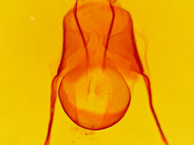 genitalia view of adult Euscirrhopterus cosyra