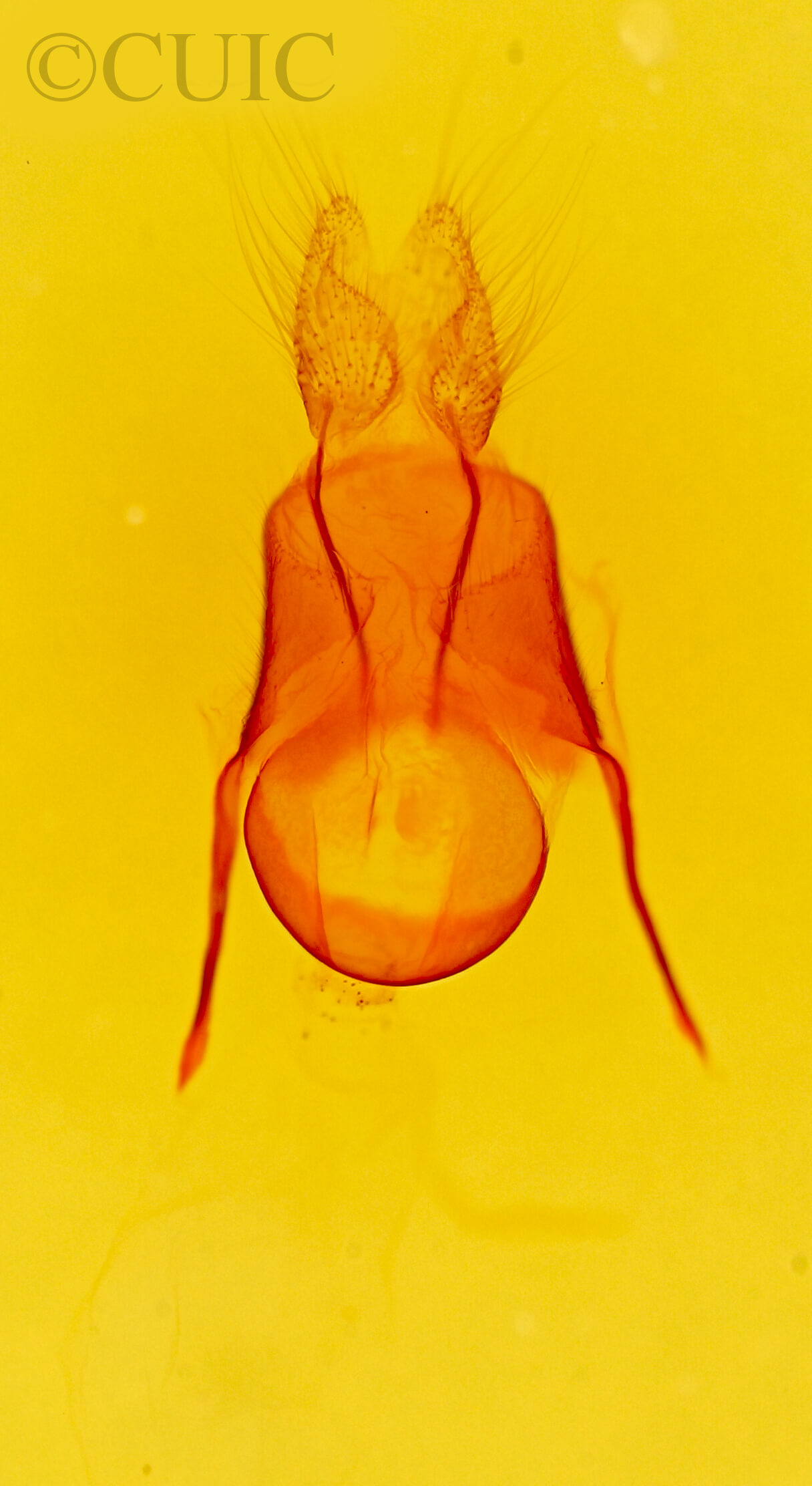 genitalia view of adult Euscirrhopterus cosyra