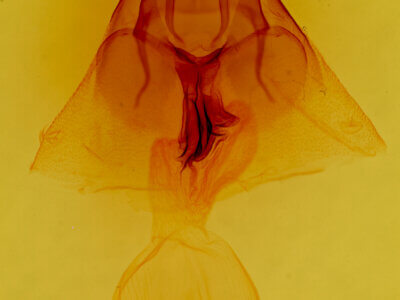 genitalia view of adult Apamea verbascoides