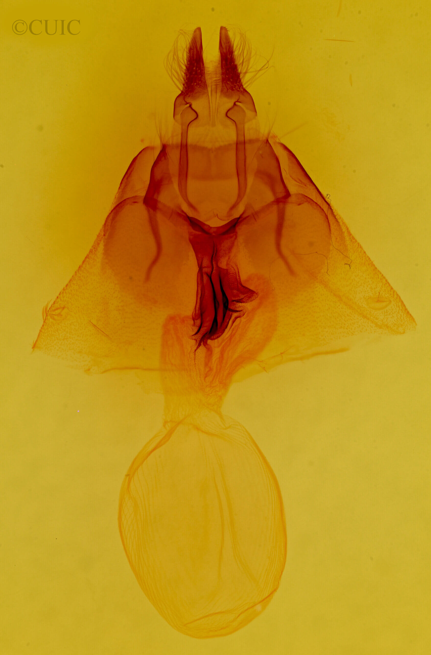 genitalia view of adult Apamea verbascoides