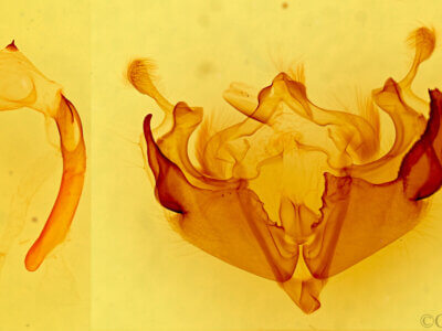 genitalia view of adult Anarta inconcinna