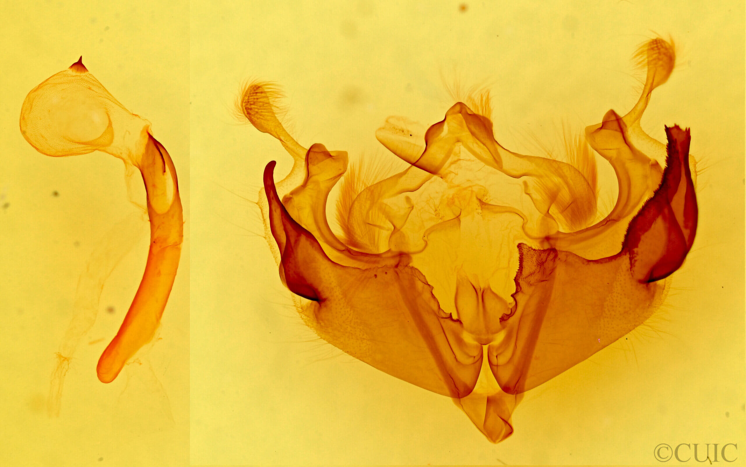 genitalia view of adult Anarta inconcinna