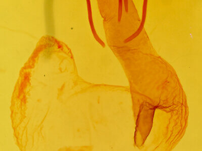 genitalia view of adult Lasionycta promulsa?