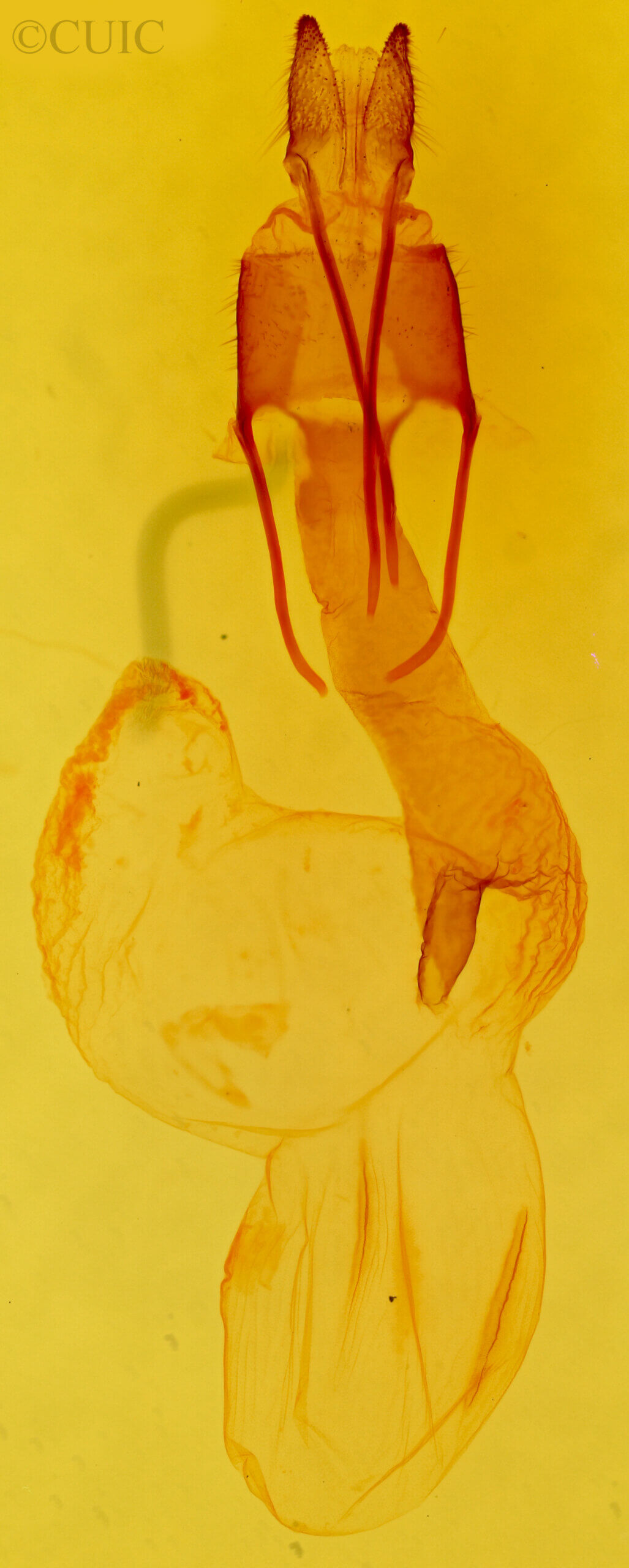 genitalia view of adult Lasionycta promulsa?