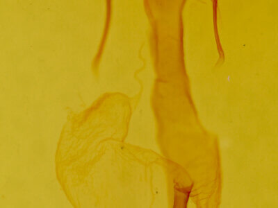 genitalia view of adult Lasionycta sp.